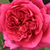 Rojo - Rosas híbridas de té - L'Ami des Jardins